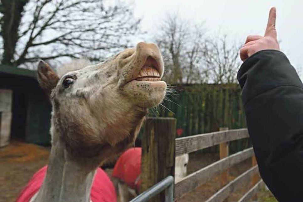Fast wie ein Lächeln auf Pferdeart, aber ein antrainiertes Kunststück: Auf Handsignal beginnt der Schimmel eine Schnute zu ziehen.