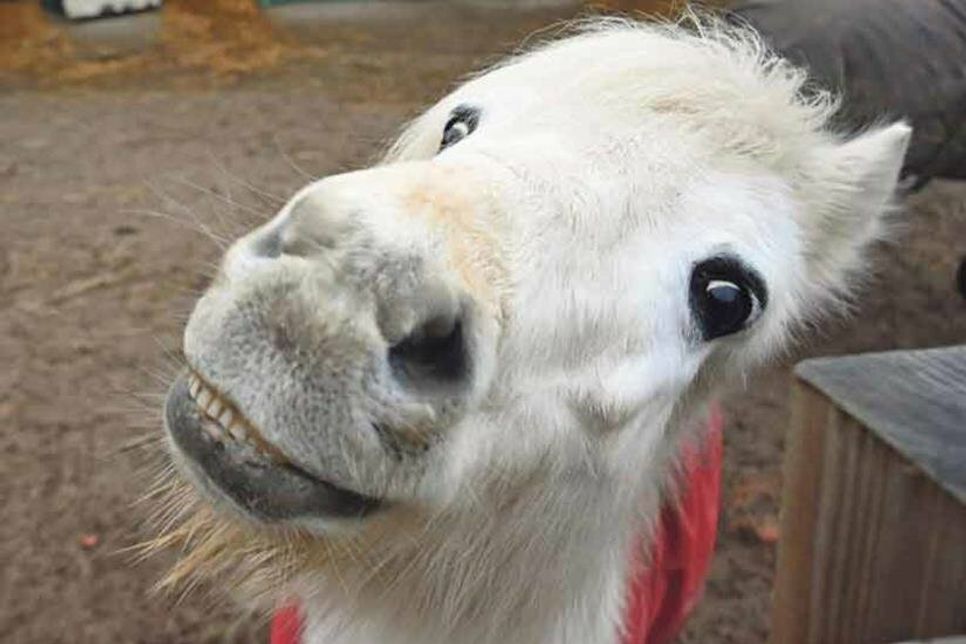 Zirkustraining mit Ponys: Das kleine weiße Pferdchen Otto „lächelt“ auf Fingerzeig.
