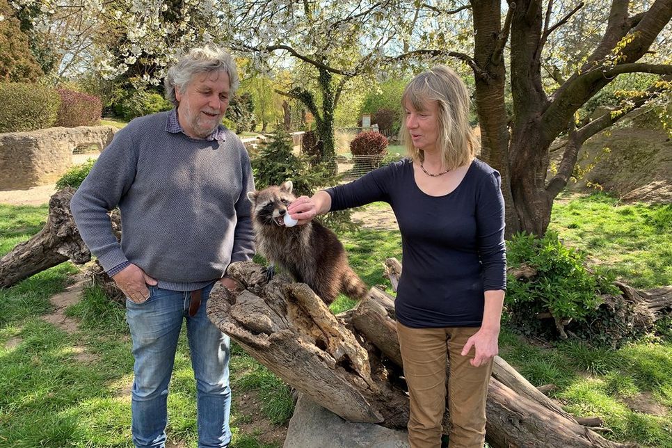 Birgit und Ingo Wilhelm bei der Fütterung eines Waschbären.