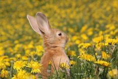 Unsere Leserin Uta Borchert hat uns diesen schönen Osterschnappschuss zukommen lassen. Ob es der echte Osterhase ist, bleibt allerdings unklar. Aber egal, ob echter oder falscher Osterhase, fotogen ist das Tier auf jeden Fall. (ko)