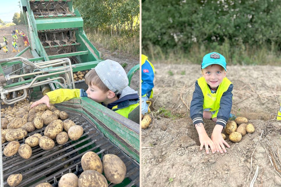 Auf dem Förderband auf dem Feld wurde sortiert (li) - Stolz auf die reiche Ernte spricht aus diesem frohen Lachen (re)