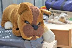 Knuddeln ist angesagt: Dieser treuherzig blickende Plüschhund ist eines von zahlreichen Stofftieren, die für den Benefizflohmarkt gespendet wurden.