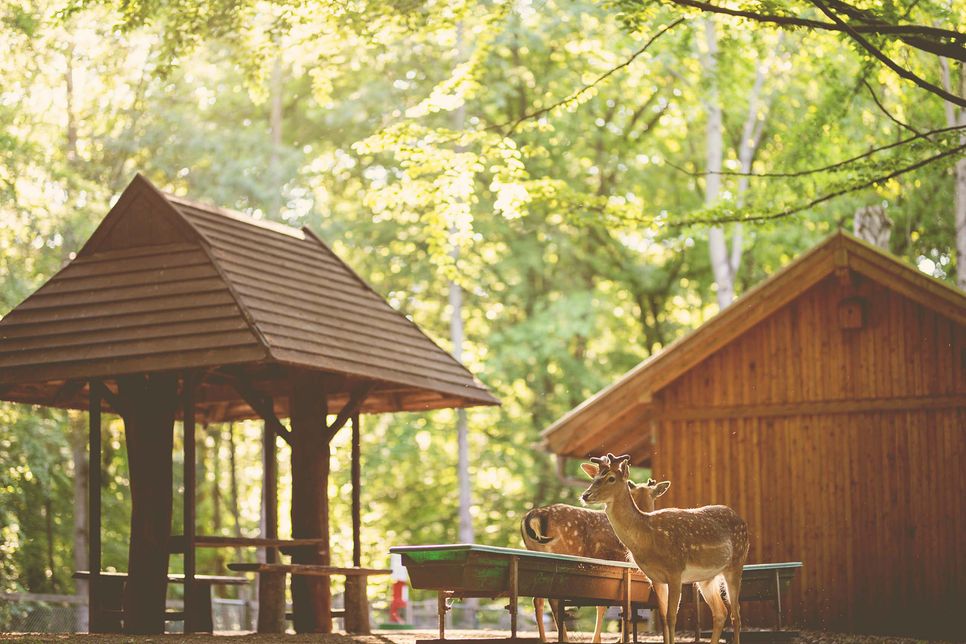 Im warmen Abendlicht kann man die Tiere des Wildparks Malente bei der Fütterung beobachten.