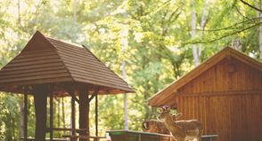 Im warmen Abendlicht kann man die Tiere des Wildparks Malente bei der Fütterung beobachten.