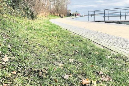 Vor allem am Oberen und Unteren Jungfernstieg liegen derzeit sehr viele Hundehaufen.