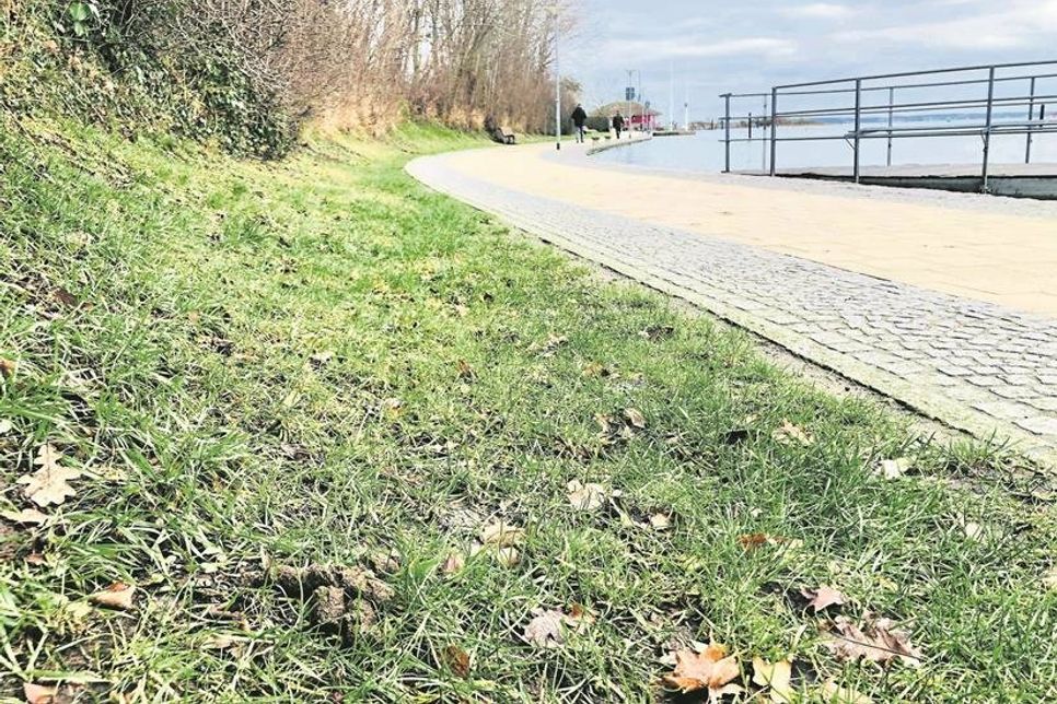 Vor allem am Oberen und Unteren Jungfernstieg liegen derzeit sehr viele Hundehaufen.