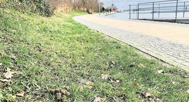 Vor allem am Oberen und Unteren Jungfernstieg liegen derzeit sehr viele Hundehaufen.