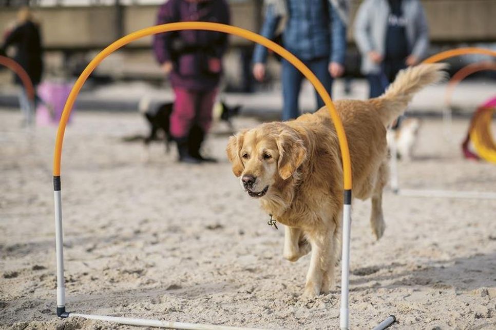 Seit Monatsbeginn können Vierbeiner wieder die Weite der Ostseestrände genießen. „Hunde-Strand-Spiele“ ergänzen das Freiluftvergnügen.  Foto: www.luebecker-bucht-ostsee.de