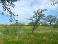 Raps und Bäume säumen den Wanderweg, beides dürfte mittlerweile gelber beziehungsweise grüner sein.