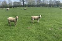 In Stadtfurth werden die Wanderleute von freundlichen Vierbeinern begrüßt