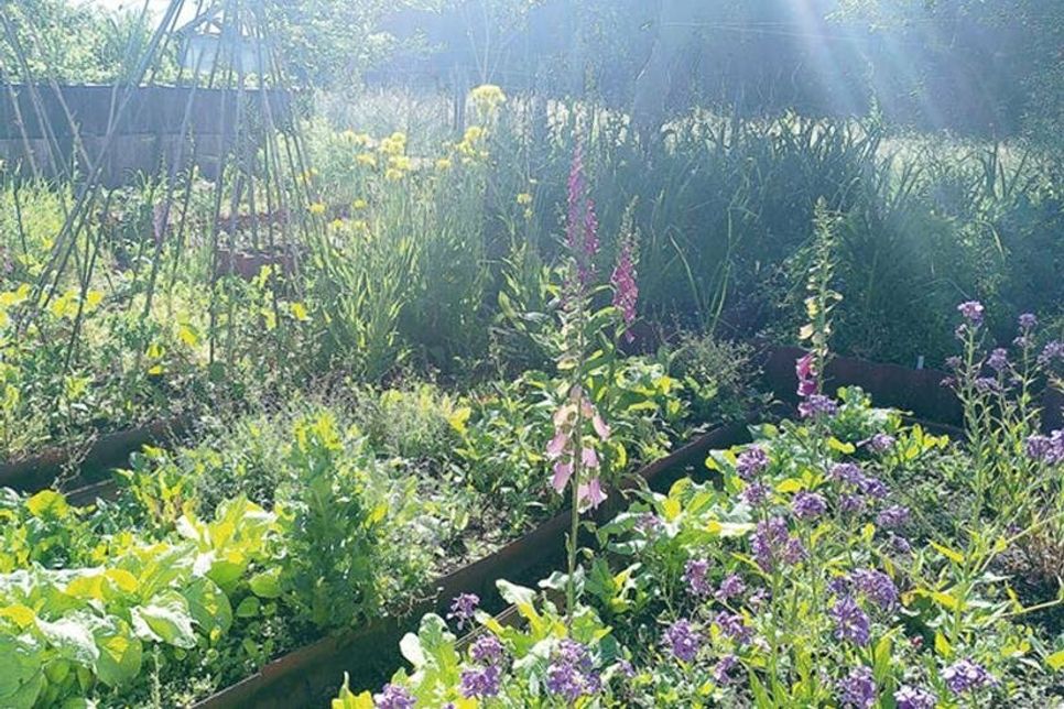 Kräuter, Blumen und Gemüse in Mischkultur: der „Lifegarten“ beeindruckt mit Artenvielfalt