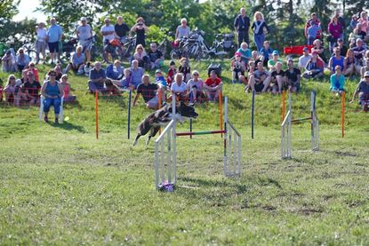 Zwei Tage dreht sich im Ostseebad Kellenhusen mit vielen Veranstaltungen alles um den besten Freund des Menschen.