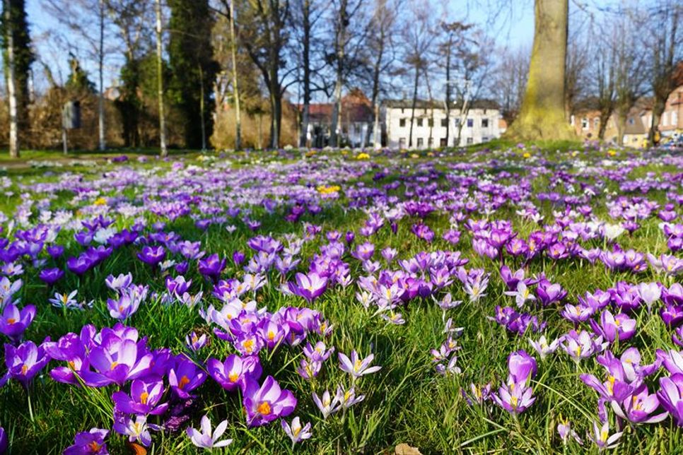 Ein lilafarbenes Blütenmeer: Die Krokusse tauchen den Stadtpark in leuchtende Farben.