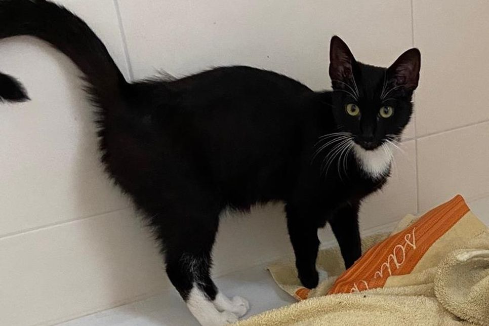 Diese Katze sucht ihren Besitzer.