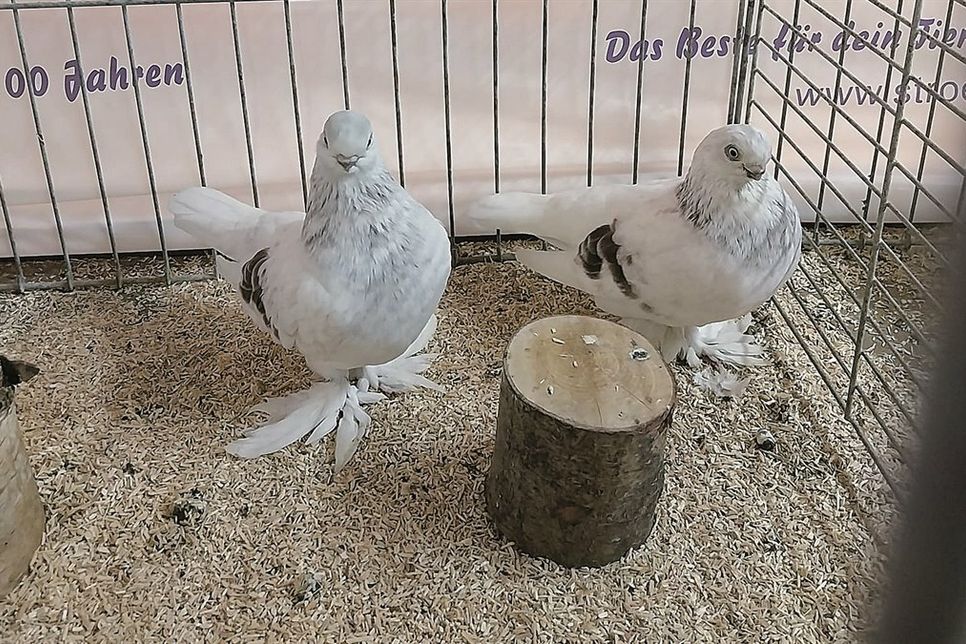 Zwei von vielen Hinguckern waren diese Berliner Kurze (Tümmlertauben).