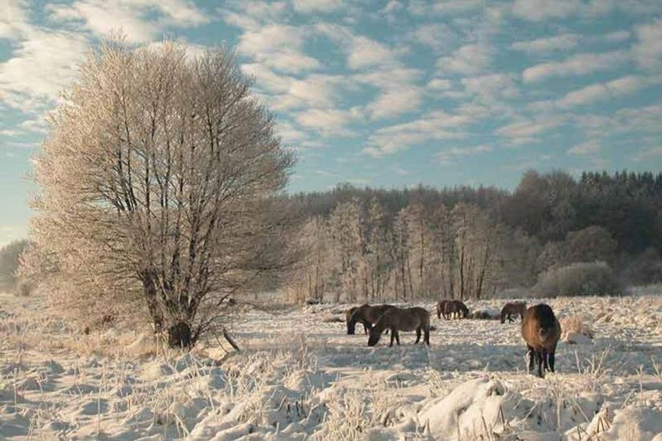 Die Wildpferde im Eidertal trotzen mit dickem Pelz den frostigen Temperaturen.