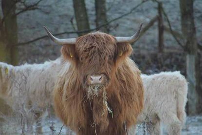 Die Highlandrinder fühlen sich auch bei Schnee und Eis pudelwohl.