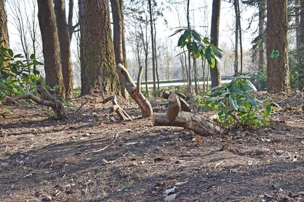 Die kleinen Grabsteine mit Nummern liegen teilweise zerstreut umher, im Hintergrund die stark zurückgeschnittenen Rhododendren.