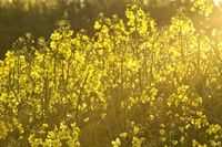 Morgendlicher Zauber: Das goldene Leuchten eines Rapsfeldes bei Pansdorf, eingefangen im Gegenlicht von Anke Jeggle.