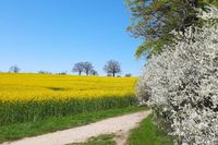 Ein idyllisches Rapsfeld und ein malerischer Knick in Brodau bilden eine harmonische Szenerie auf diesem Leserfoto von Regina Lau.