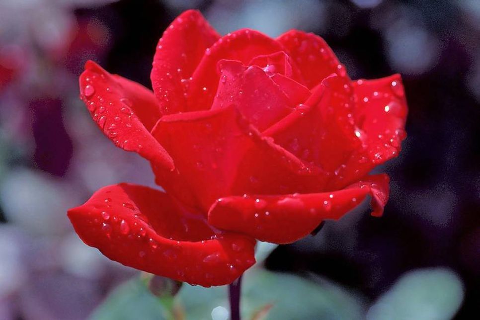 Die Rose als Inbegriff von Liebe, Leidenschaft und Romantik.