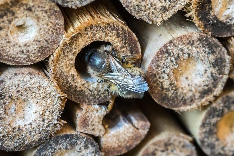 Mit dem Rabattcode „toominsektenfreund“ kann man auf www.bienenhotel.de vergünstigte Kokons erwerben.