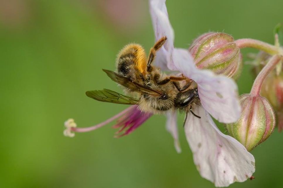 Bei toom in Neustadt dreht sich alles rund um den Insektenschutz.