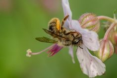 Bei toom in Neustadt dreht sich alles rund um den Insektenschutz.