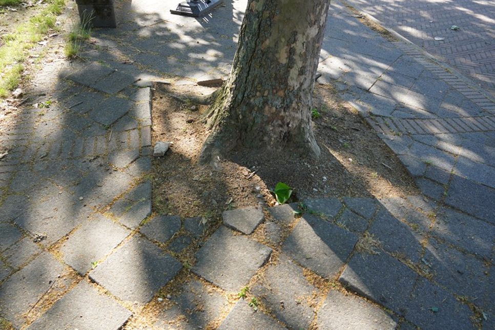 An vielen Stellen kommen die Pflastersteine hoch und werden zu Stolperfallen.