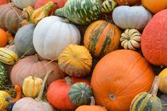 Kürbis gehört zu den vielseitigsten Zutaten der Herbstküche.