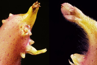 Humorvoller VHS-Vortrag über „komisches Gemüse“