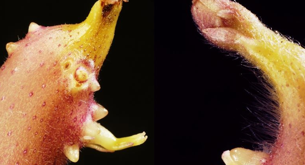 Humorvoller VHS-Vortrag über „komisches Gemüse“