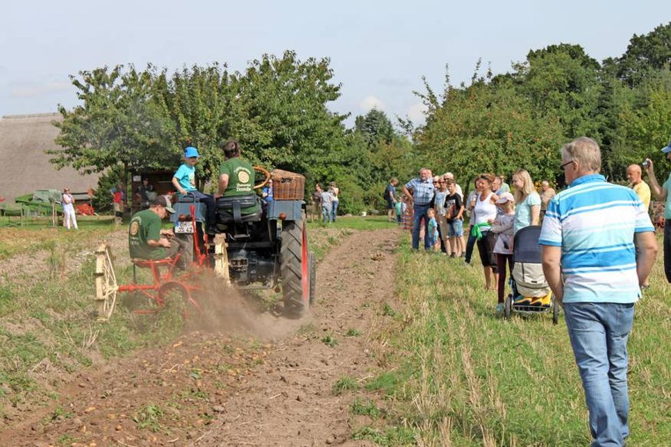 Faszination Ernte: Das Dresch- und Kartoffelfest lockte kleine und große Besucher aufs Feld.