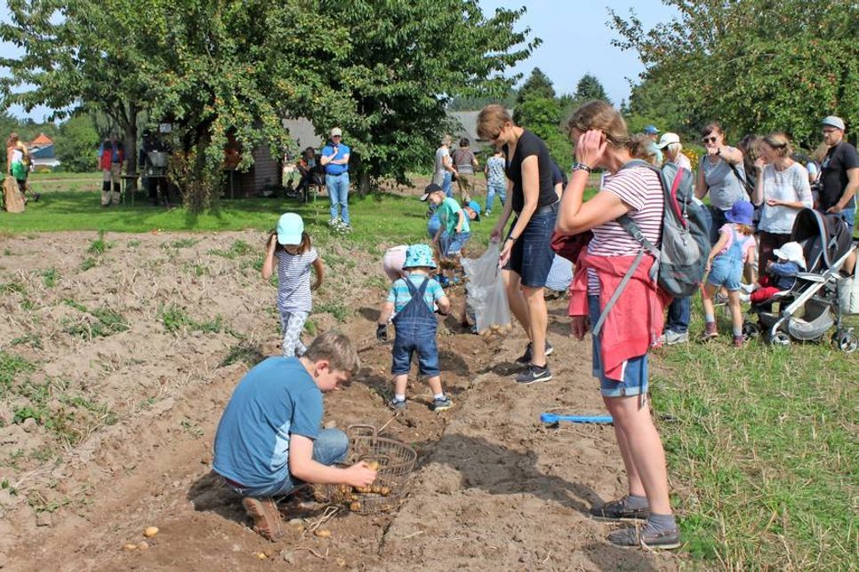 Die freigelegten Kartoffeln wurden von den Kindern mit Freude direkt vom Feld aufgesammelt.