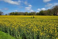 Ist jetzt zwar schon vorbei, aber jedes Jahr eine Pracht: die Rapsblüte, hier fotografiert von Gerd Lauenstein zwischen Cismar und Grönwohldshorst.