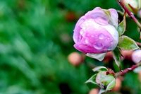 Regentropfen auf Rosenblüte: ein hübscher Klassiker in Sachen Nahaufnahme kommt von Melanie Westphalen.