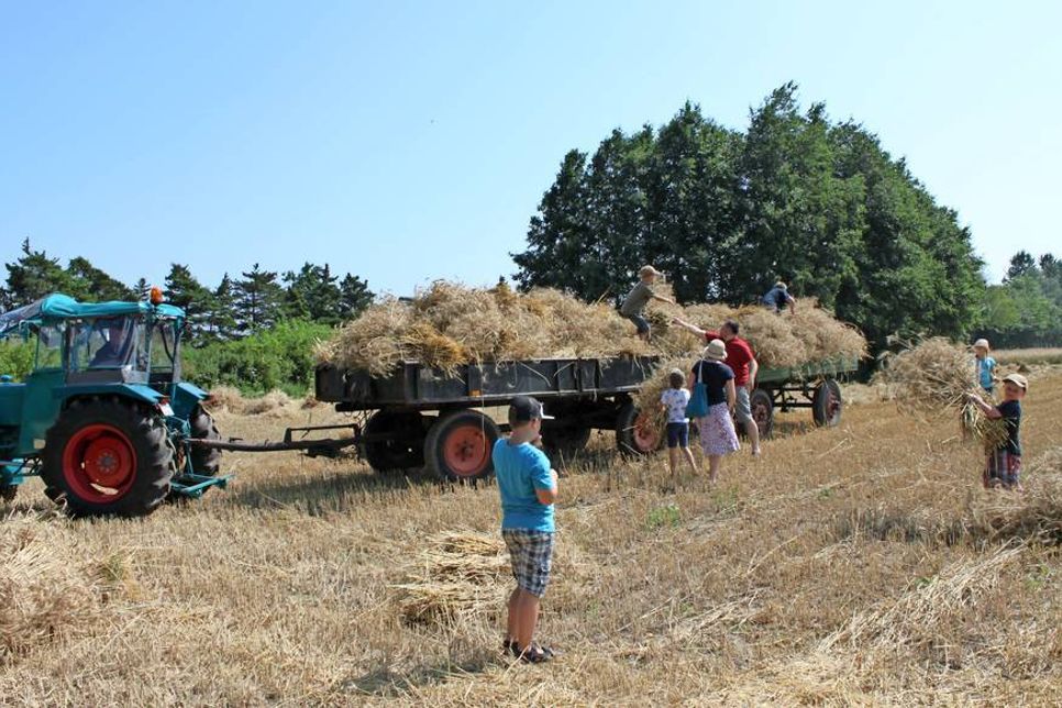 Die Getreideernte auf dem Feld lockte vor allem junge Besucher zum Garbenbinden von Hand.
