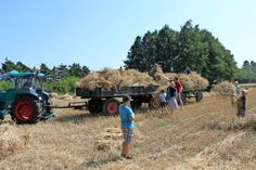 Die Getreideernte auf dem Feld lockte vor allem junge Besucher zum Garbenbinden von Hand.