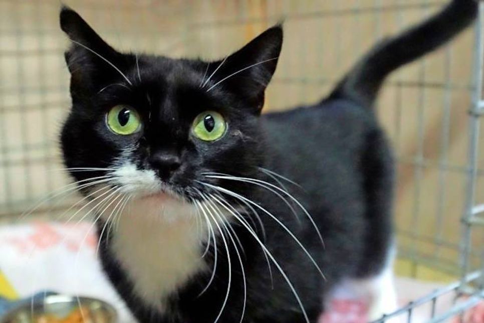 Die circa zwei Jahre junge, schwarz-weiße, kastrierte Katze Piwi sucht ein neues Zuhause, in dem sie als alleinige Katze hausen darf, gerne auch mit Garten. Bei Interesse bitte bei der Tierhilfe Ostholstein unter Tel. 04561/16267 melden. (red)
