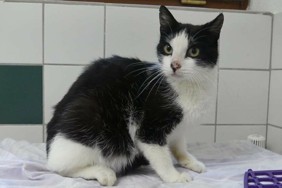 Diese alte Katzendame wartet im Eutiner Tierheim auf ihren Menschen.