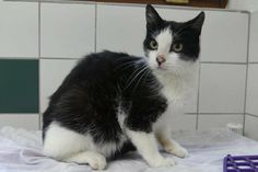Diese alte Katzendame wartet im Eutiner Tierheim auf ihren Menschen.