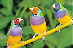 Zauberhafte bunte Exoten der Eutiner Vogelfreunde am kommenden Wochenende in der Garage der Hans Heinrich Sievert-Halle.