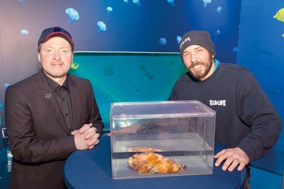 Joey Kelly taufte den beeindruckenden Roten Drachenkopf auf den Namen „Kelly“. Eingesetzt wurde dieser im Anschluss von Senior Aquarist Stefan Tauscher (rechts). (Foto: SEA LIFE)