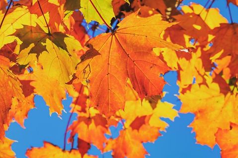 Durch Abbau von Chlorophyll werden die gelb bis orange gefärbten Carotinoide sichtbar.