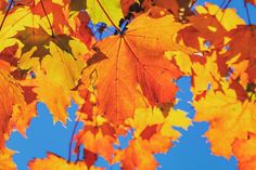 Durch Abbau von Chlorophyll werden die gelb bis orange gefärbten Carotinoide sichtbar.