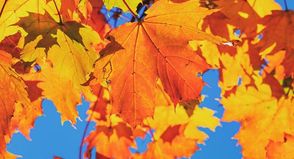 Durch Abbau von Chlorophyll werden die gelb bis orange gefärbten Carotinoide sichtbar.