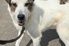 Nala ist eine liebevolle, verschmuste und menschenbezogene Hündin, die die Nähe zu ihren Menschen sehr genießt.
