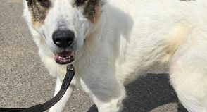 Nala ist eine liebevolle, verschmuste und menschenbezogene Hündin, die die Nähe zu ihren Menschen sehr genießt.