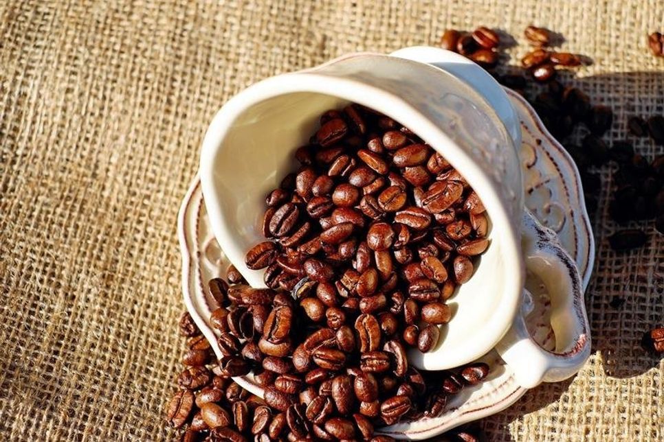 Kaffee ist eine sehr traditionelle Pflanze.