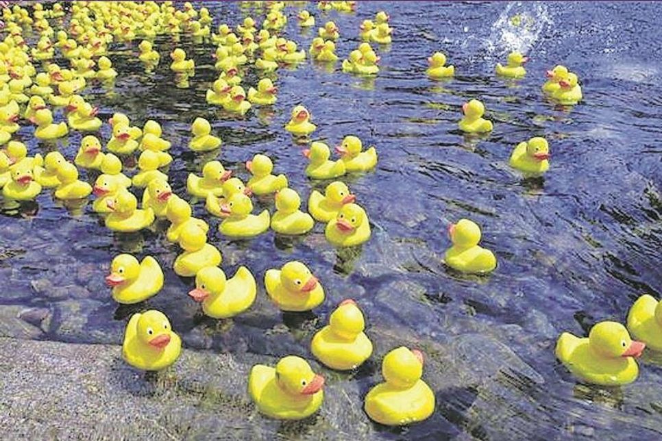 Der Verkauf der Enten findet zusätzlich an den Wochenmarkttagen von 10 bis 12 Uhr statt.